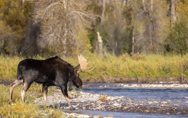Býk Losa Během Říje Podzim Wyomingu Stock Obrázky