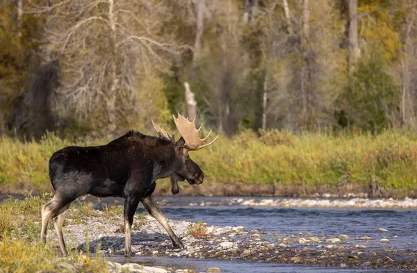 Býk Losa Během Říje Podzim Wyomingu Stock Fotografie