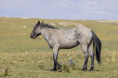 Yazın Montana 'daki Pryor Dağları' nda vahşi bir at