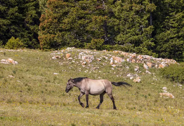 Divoký Kůň Létě Pohoří Pryor Montana Stock Fotografie