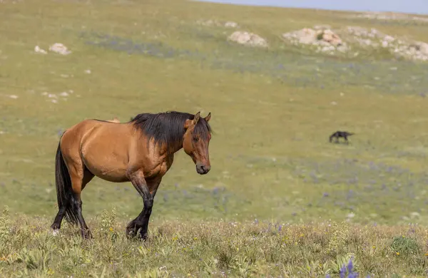 Divoký Kůň Létě Pohoří Pryor Montana Stock Obrázky