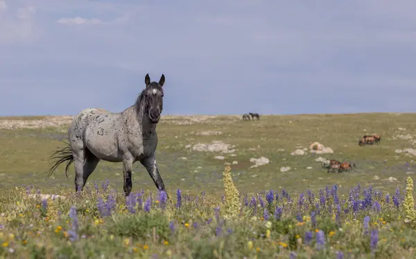 Divoký Kůň Létě Pohoří Pryor Montana Royalty Free Stock Fotografie