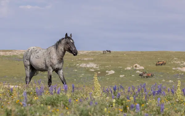 Divoký Kůň Létě Pohoří Pryor Montana Stock Snímky
