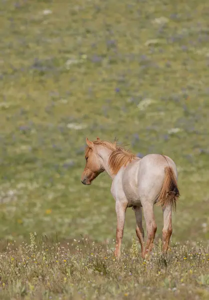 モンタナのプライヤー山脈の夏に野生の馬 ストック写真