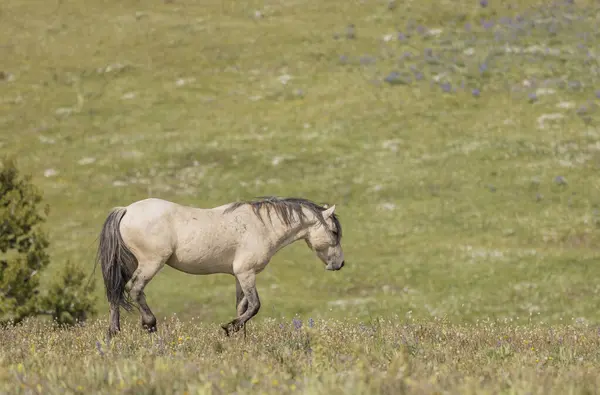 Divoký Kůň Létě Pohoří Pryor Montana Royalty Free Stock Obrázky