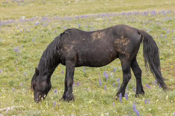 Ένα Άγριο Άλογο Καλοκαίρι Στα Όρη Πράιορ Μοντάνα Royalty Free Εικόνες Αρχείου