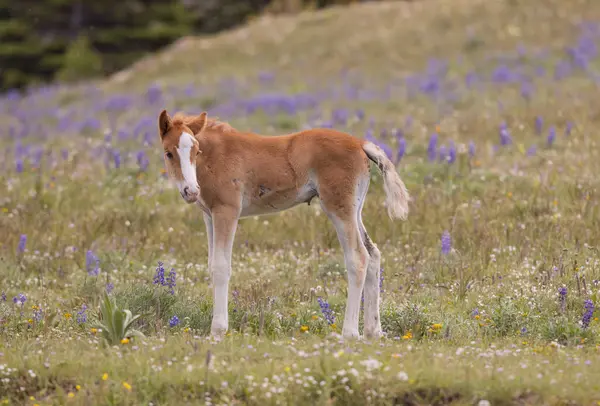 Potro Cavalo Selvagem Bonito Verão Nas Montanhas Pryor Montana Imagem De Stock