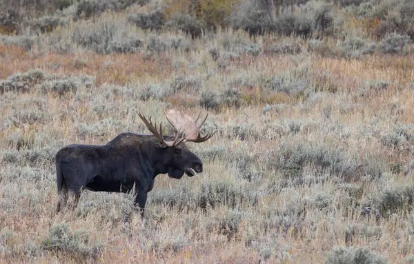 Býk Losa Během Říje Wyomingu Podzim Royalty Free Stock Fotografie