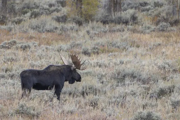 Býk Losa Během Říje Wyomingu Podzim Stock Snímky