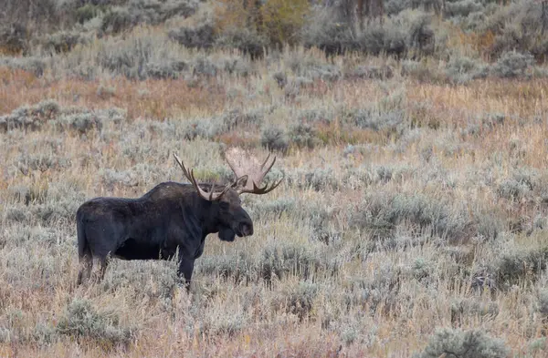 Býk Losa Během Říje Wyomingu Podzim Royalty Free Stock Obrázky