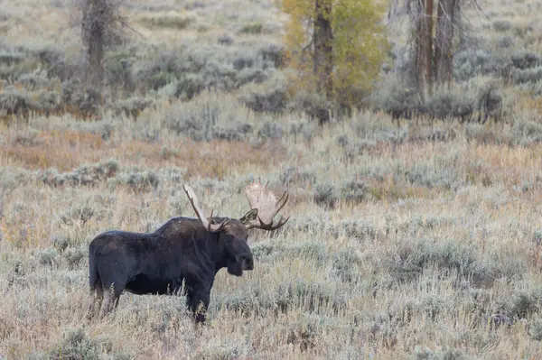 Een Stier Eland Tijdens Sleur Wyoming Herfst Stockfoto