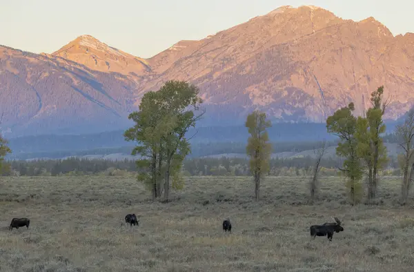 秋のワイオミング州のルートの間に牛と雄牛のムース ロイヤリティフリーのストック写真