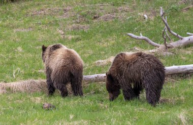 Yellowstone Ulusal Parkı Wyoming 'de ilkbaharda boz ayılar