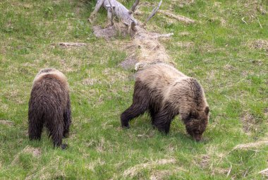 Yellowstone Ulusal Parkı Wyoming 'de ilkbaharda boz ayılar
