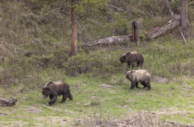 Yellowstone Ulusal Parkı Wyoming 'de ilkbaharda boz ayılar