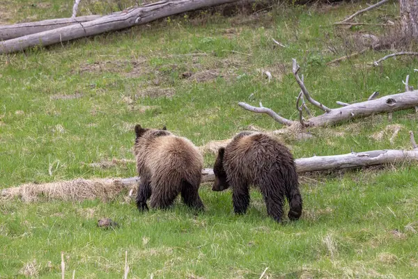 옐로스톤 와이오밍의 회색곰 로열티 프리 스톡 이미지