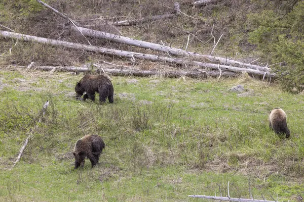 Orsi Grizzly Primavera Nel Parco Nazionale Yellowstone Wyoming Fotografia Stock
