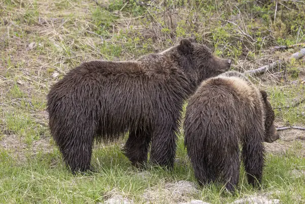 Ursos Pardos Primavera Parque Nacional Yellowstone Wyoming Imagens Royalty-Free