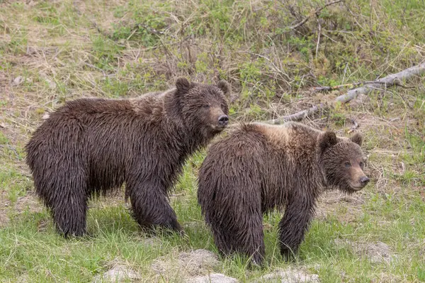 Grizzly Medvék Tavasszal Yellowstone Nemzeti Park Wyoming Stock Kép