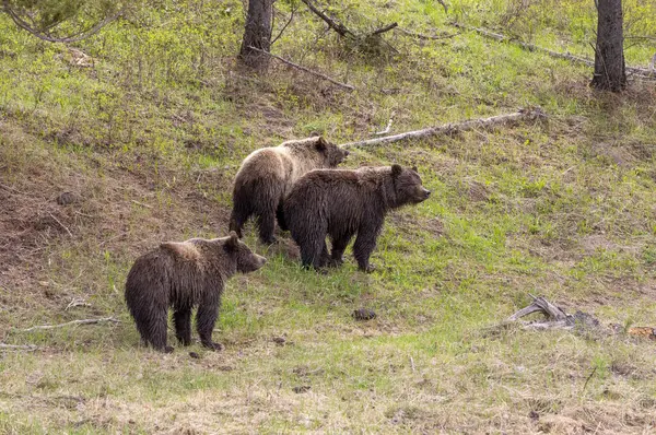 Niedźwiedzie Grizzly Wiosną Parku Narodowym Yellowstone Wyoming Zdjęcia Stockowe bez tantiem