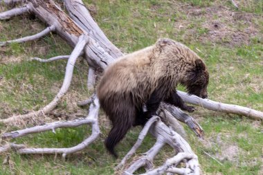 Sonbaharda Wyoming 'de tekdüze bir geyik.