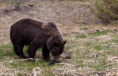 Sonbaharda Wyoming 'de tekdüze bir geyik.
