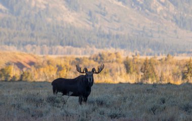 Sonbaharda Wyoming 'de tekdüze bir geyik.