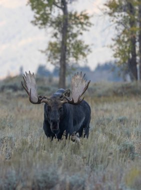 Sonbaharda Wyoming 'de tekdüze bir geyik.