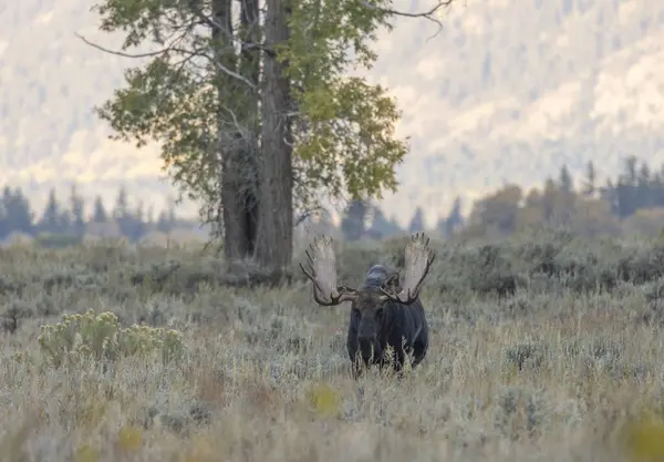 Bull Moose Rut Autumn Wyoming Stock Photo