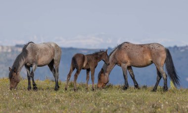 Yazın Montana 'daki Pryor Dağları' nda vahşi atlar