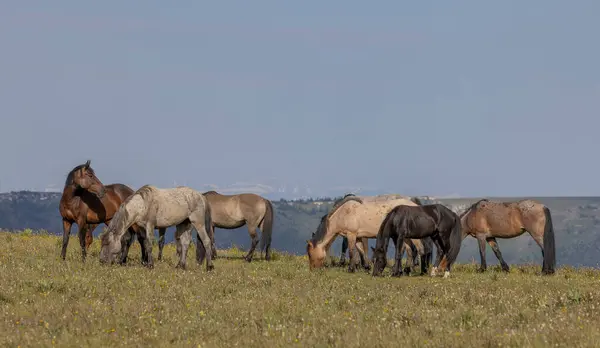 夏のプリヤー山脈モンタナで野生の馬 ストック写真