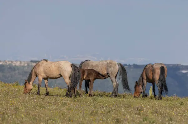 Dzikie Konie Górach Pryor Montana Latem Zdjęcia Stockowe bez tantiem