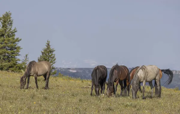 夏のプリヤー山脈モンタナで野生の馬 ロイヤリティフリーのストック写真