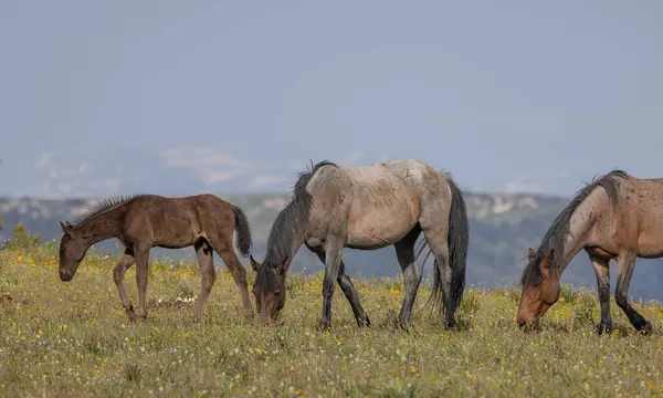 Άγρια Άλογα Στα Βουνά Pryor Montana Καλοκαίρι Εικόνα Αρχείου