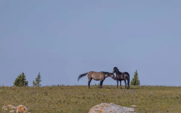 Άγρια Άλογα Στα Βουνά Pryor Montana Καλοκαίρι Φωτογραφία Αρχείου