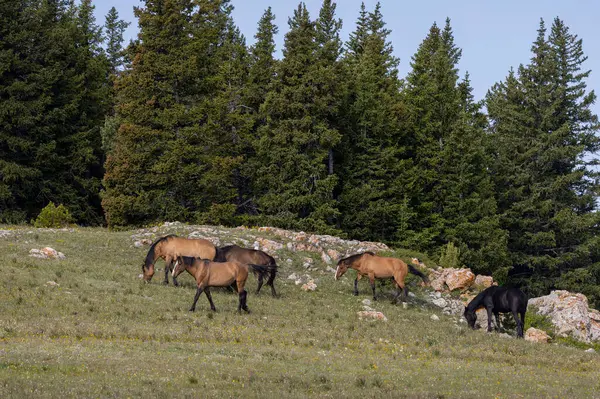 Divoké Koně Pohoří Pryor Montana Létě Royalty Free Stock Fotografie