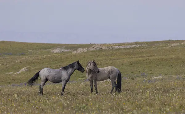 Άγρια Άλογα Στα Βουνά Pryor Montana Καλοκαίρι Royalty Free Εικόνες Αρχείου
