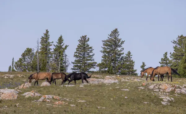 Divoké Koně Pohoří Pryor Montana Létě Stock Obrázky