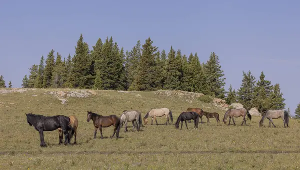 Wilde Paarden Het Pryor Gebergte Montana Zomer Stockfoto