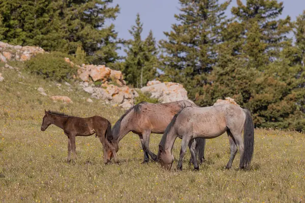 夏天蒙大拿州普莱尔山脉的野马 免版税图库照片