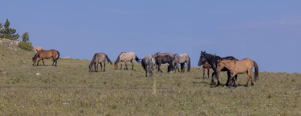 Divoké Koně Pohoří Pryor Montana Létě Stock Snímky