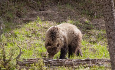 Baharda bir boz ayı Yellowstone Ulusal Parkı Wyoming 'de