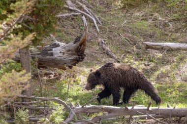 Baharda bir boz ayı Yellowstone Ulusal Parkı Wyoming 'de