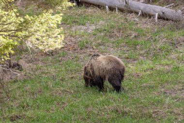 Baharda bir boz ayı Yellowstone Ulusal Parkı Wyoming 'de