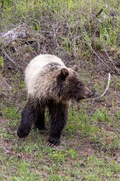 イエローストーン国立公園ワイオミング州の春のグリズリー熊 ロイヤリティフリーのストック画像