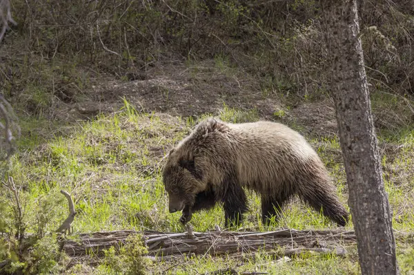Μια Αρκούδα Γκρίζλι Την Άνοιξη Στο Εθνικό Πάρκο Γέλοουστοουν Του Εικόνα Αρχείου