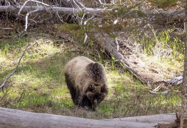 Μια Αρκούδα Γκρίζλι Την Άνοιξη Στο Εθνικό Πάρκο Γέλοουστοουν Του Εικόνα Αρχείου