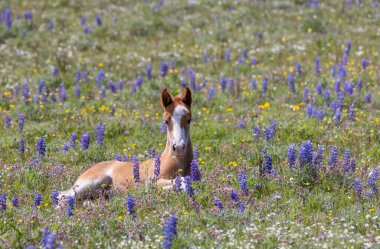 Yazın Pryor Dağları 'nda kır çiçeklerinde vahşi bir tay. Montana' da.