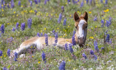 Yazın Pryor Dağları 'nda kır çiçeklerinde vahşi bir tay. Montana' da.