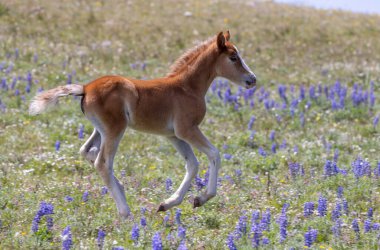 Yazın Pryor Dağları 'nda kır çiçeklerinde vahşi bir tay. Montana' da.